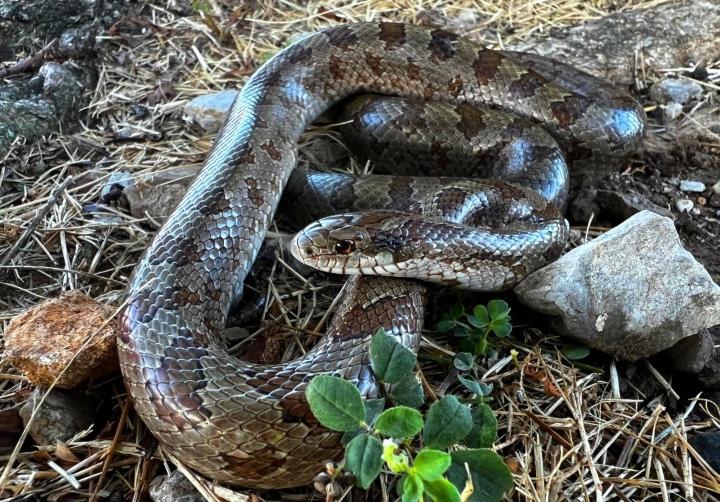 Prairie Kingsnake